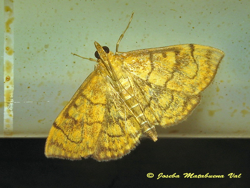 Anania verbascalis - Crambidae